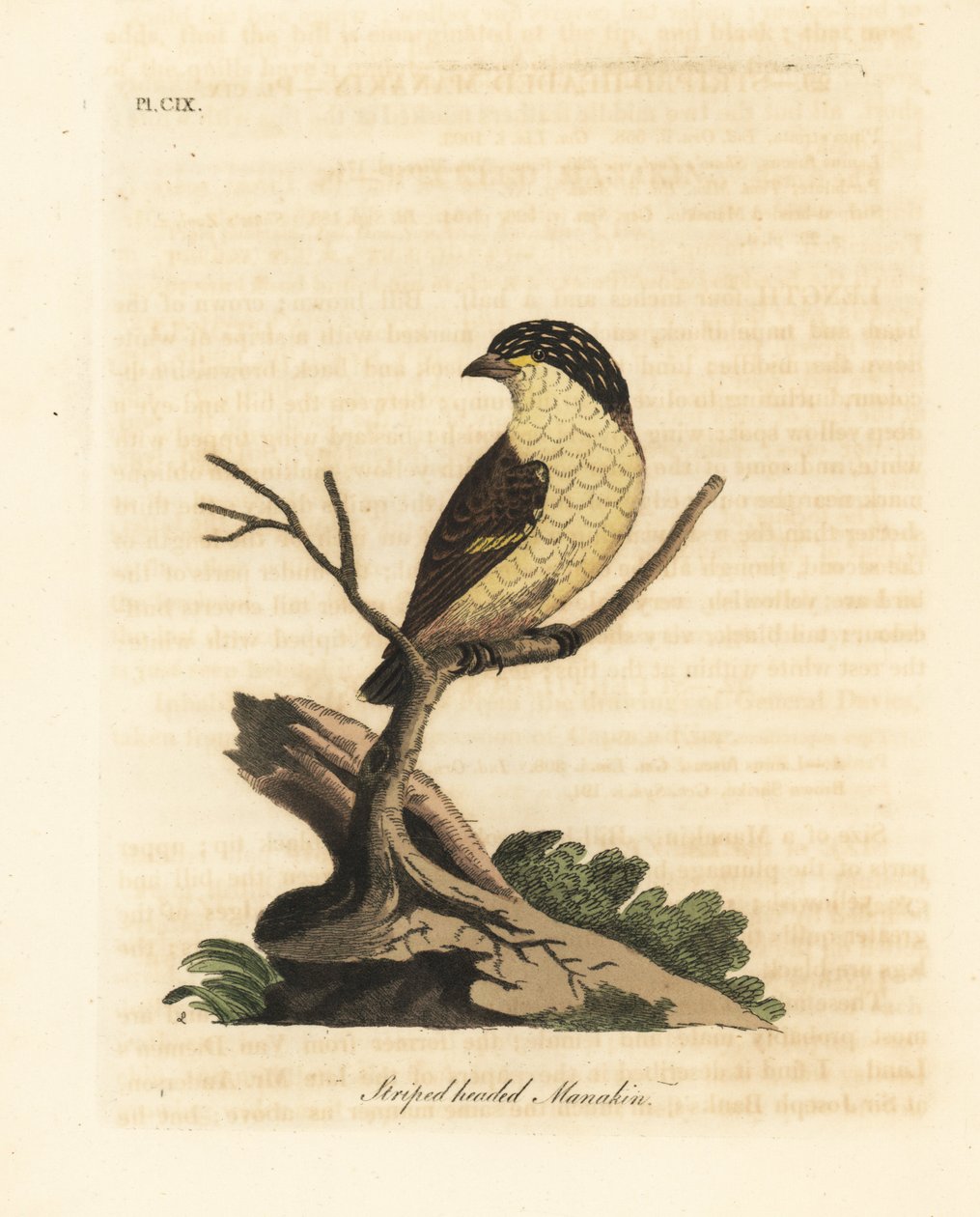 Csíkos pardalote, Pardalotus striatus (Csíkos fejű manakin, Pipra striata). Kézi színű rézlemez, amelyet John Latham rajzolt és metszett a madarak általános története című művéből, Winchester alkotó: John Latham