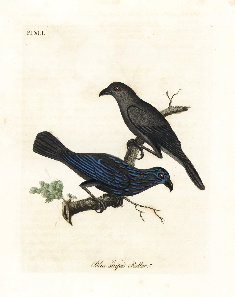 Csíkos seregély, Aplonis striata (Kékcsíkos henger, Coracias striata). Kézi színű rézlemez, amelyet John Latham rajzolt és vésett a madarak általános története című művéből, Winchester alkotó: John Latham