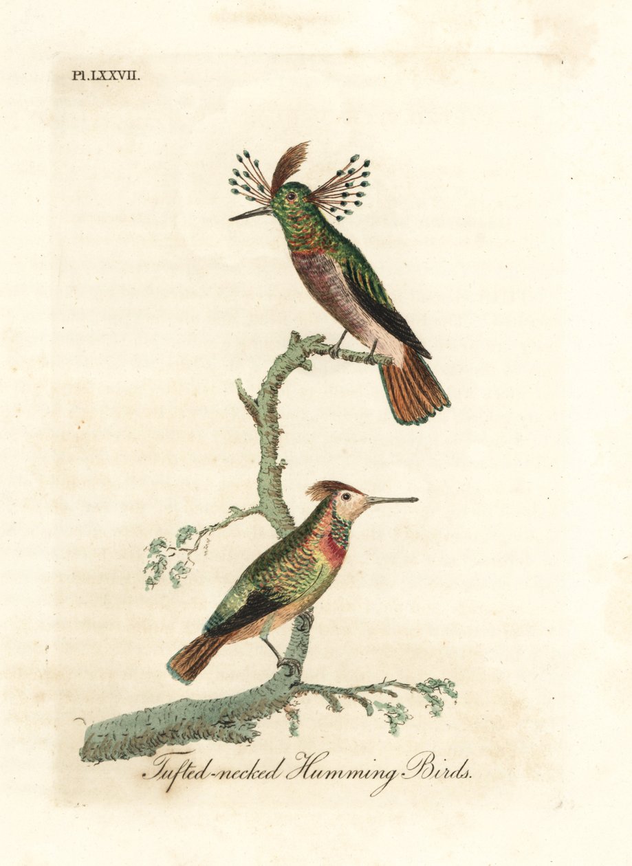 Bojtos kakasok, Lophornis ornatus (bojtosnyakú kolibri, Trochilus ornatus). Férfi és nő. Kézi színű rézlemez, amelyet John Latham rajzolt és metszett a madarak általános története című művéből, Winchester alkotó: John Latham