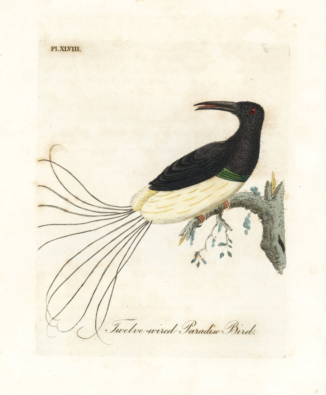 Tizenkét vezetékes paradicsommadár, Seleucidis melanoleucus (Paradisea nigricans). Kézi színű rézlemez, amelyet John Latham rajzolt és metszett a madarak általános története című művéből, Winchester alkotó: John Latham