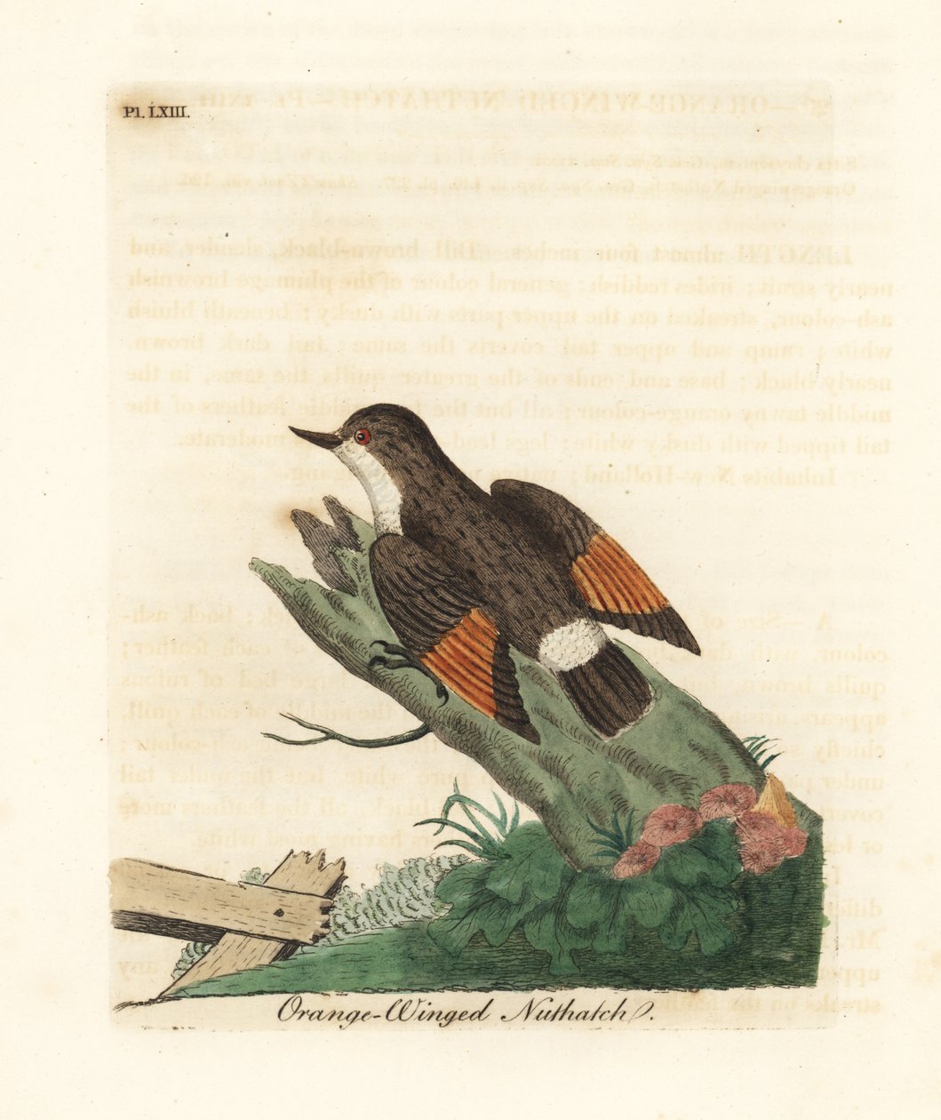 Változatos sittella, Daphoenositta chrysoptera (narancsszárnyú dióskanna, Sitta chrysoptera). Kézi színű rézlemez, amelyet John Latham rajzolt és metszett a madarak általános története című művéből, Winchester alkotó: John Latham