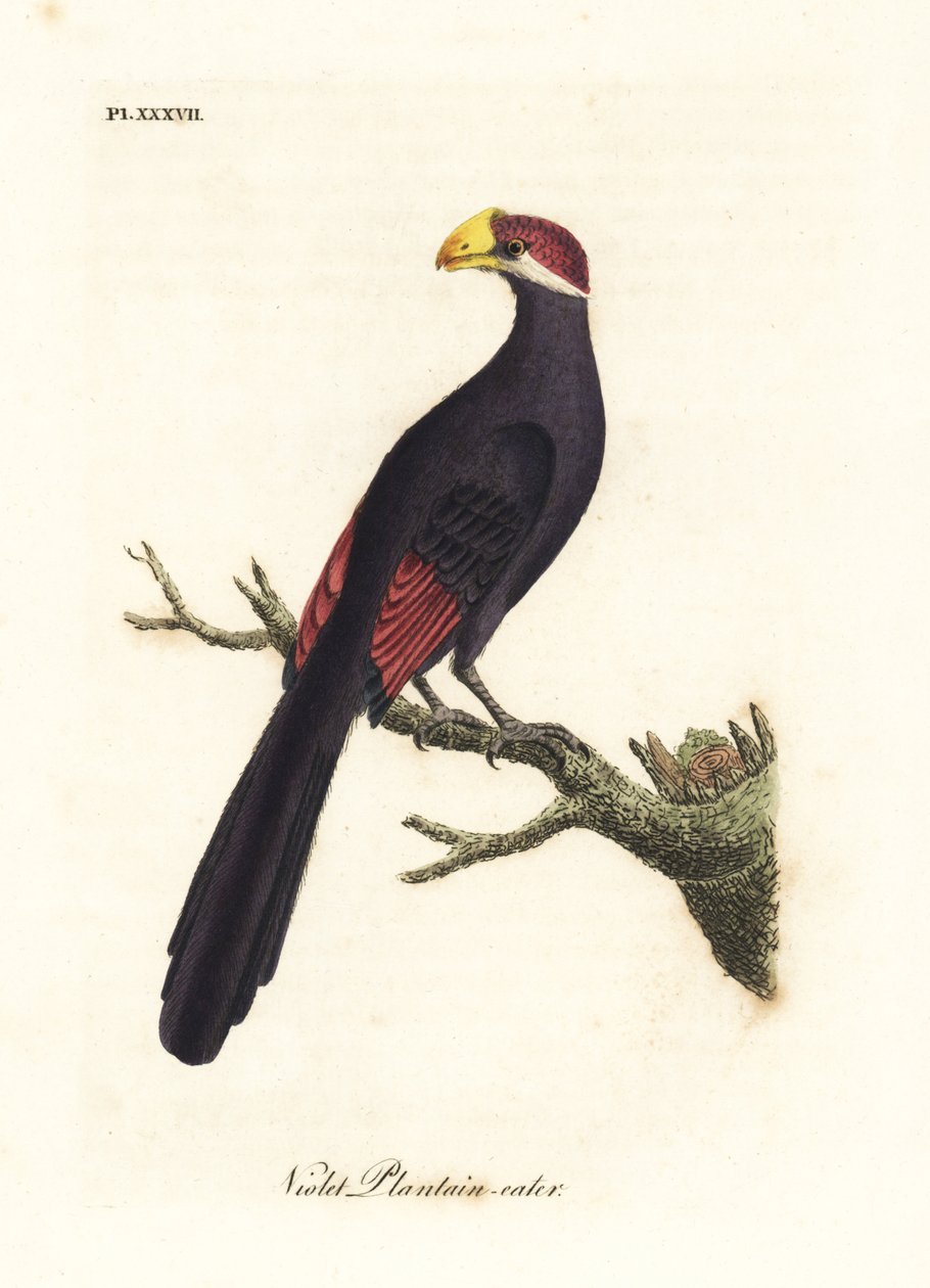 Ibolya turaco vagy violaceus útifűevő, Musophaga violacea. Kézi színű rézlemez, amelyet John Latham rajzolt és metszett a madarak általános története című művéből, Winchester alkotó: John Latham