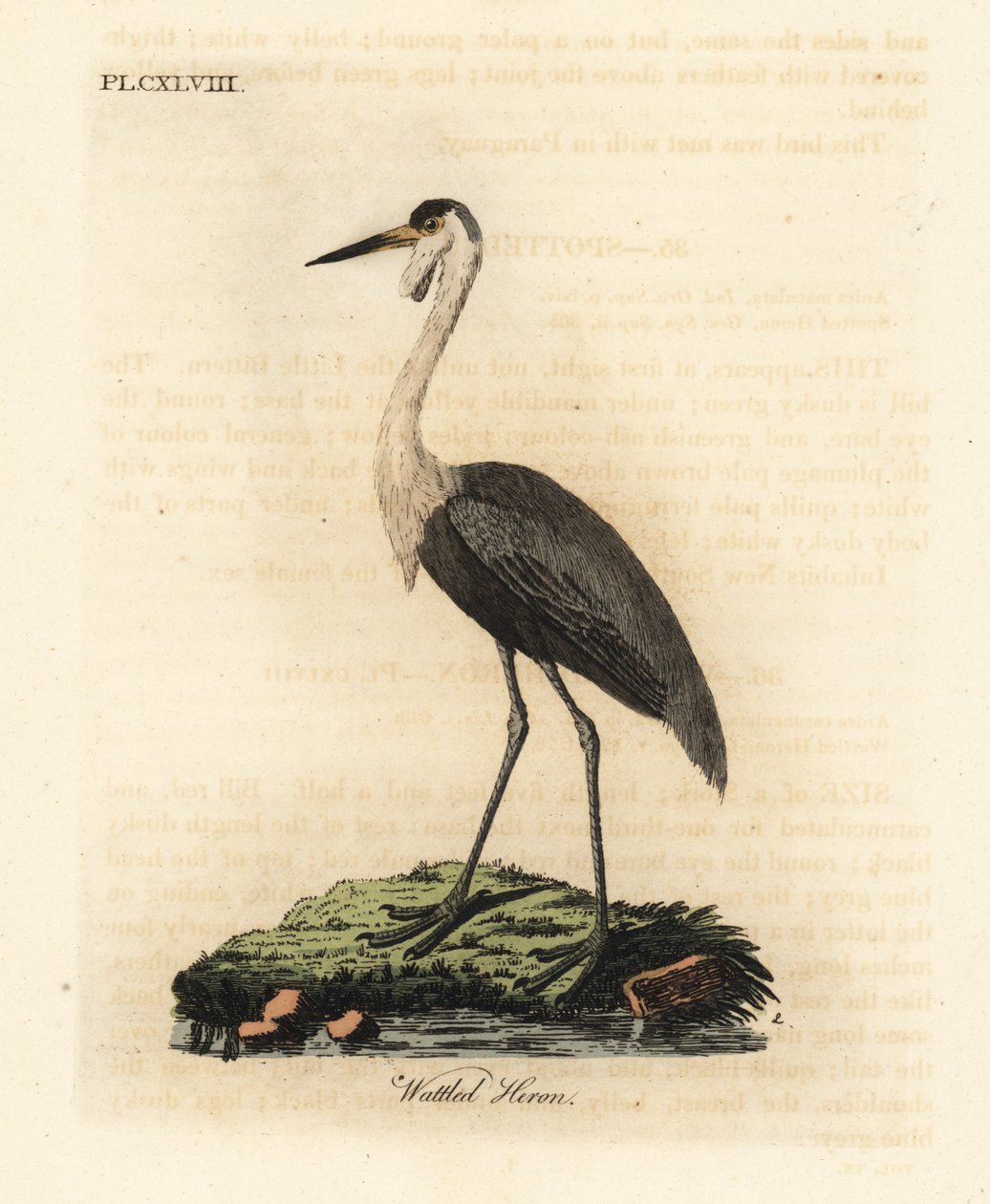 Bocskos koponya, Bugeranus carunculatus. Sebezhető. (A madarak általános története, Ardea carunculata.) John Latham által rajzolt és metszett, kézzel festett rézlemez A madarak általános története című művéből, Winchester alkotó: John Latham