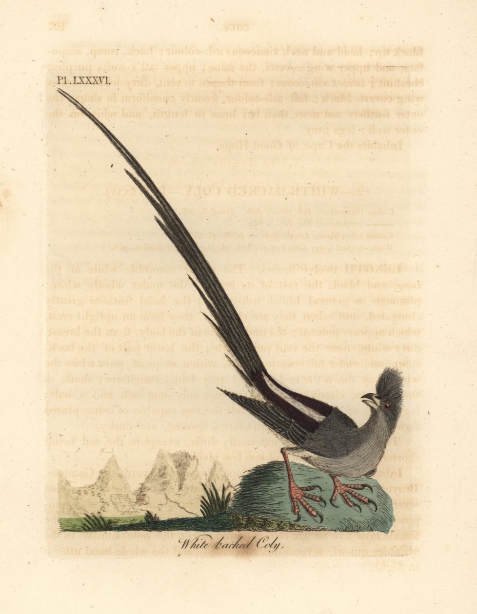 Fehérhátú egérmadár, Colius colius (White-backed coly, Colius leuconotus). Kézi színű rézlemez, amelyet John Latham rajzolt és vésett a madarak általános története című művéből, Winchester alkotó: John Latham