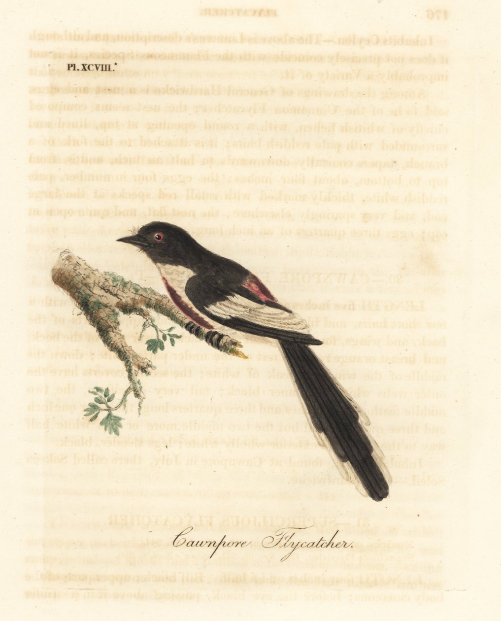 Fehérhasú minivet, Pericrocotus erythropygius (Cawnpore légykapó). India. Kézi színű rézlemez, amelyet John Latham rajzolt és metszett a madarak általános története című művéből, Winchester alkotó: John Latham