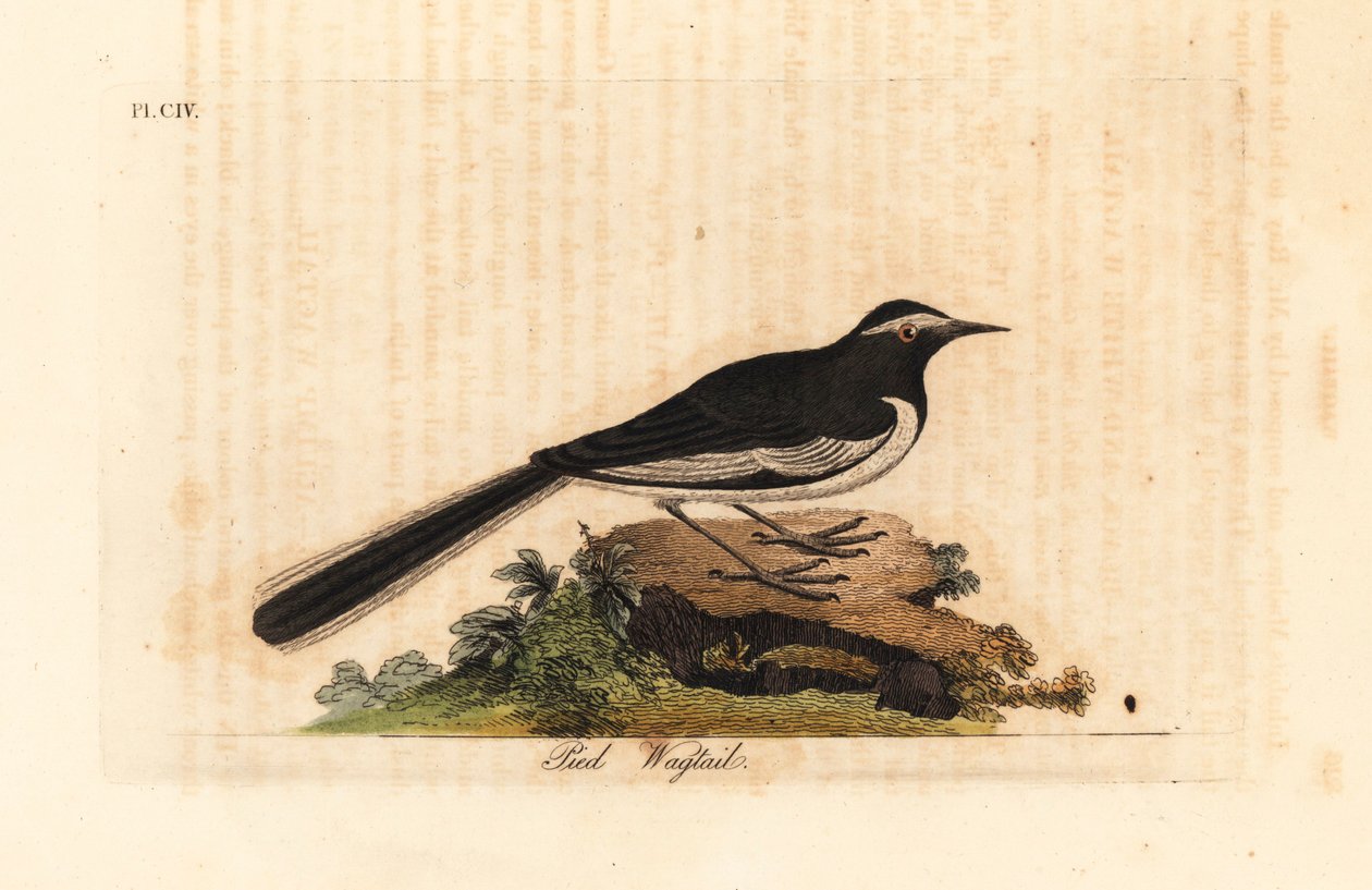 Fehér szemöldökű béklyó arany széles lábú béklyó, Motacilla maderaspatensis. (India lábcsókja). Kézi színű rézlemez, amelyet John Latham rajzolt és metszett a madarak általános története című művéből, Winchester alkotó: John Latham