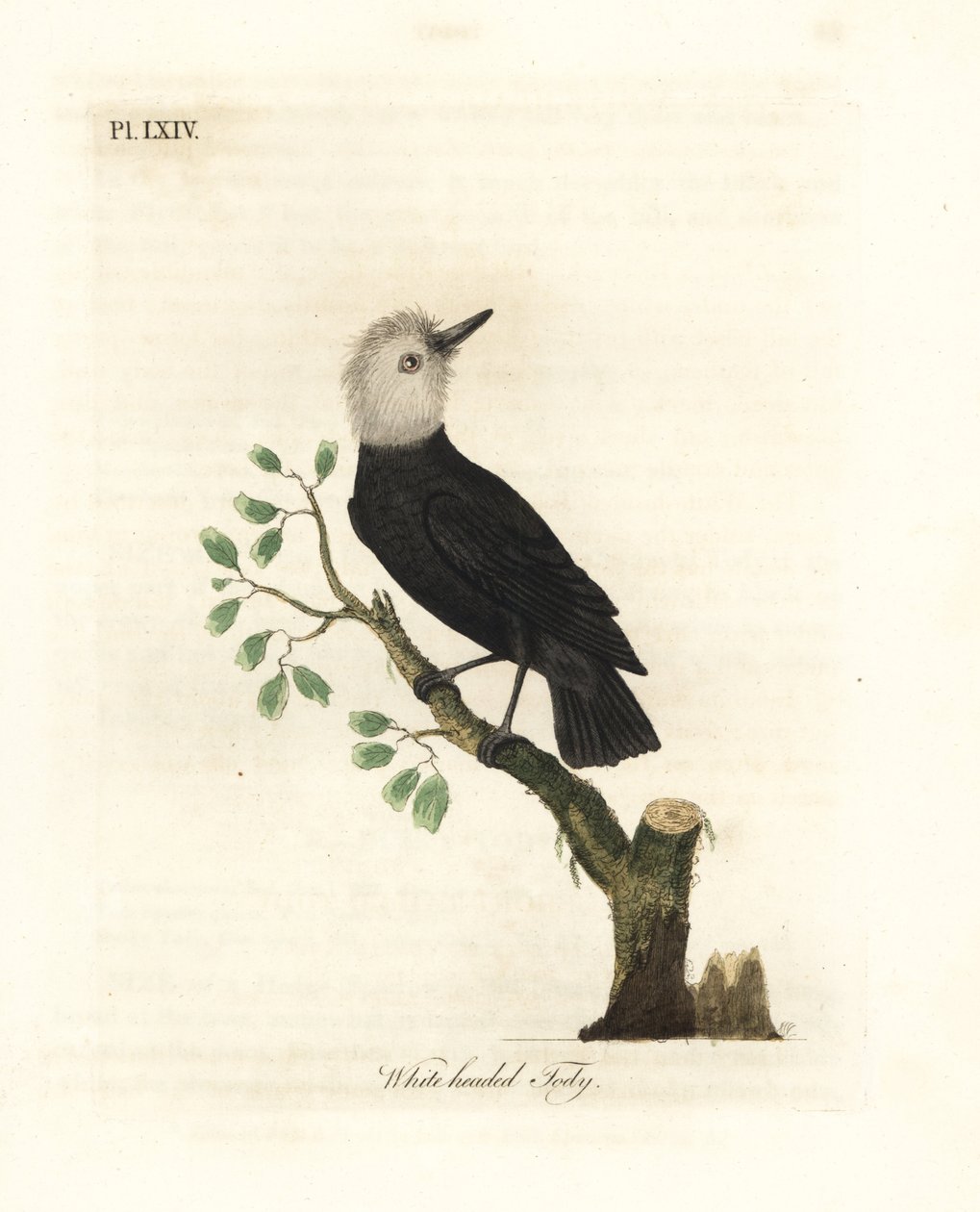 Fehérfejű mocsári zsarnok, Arundinicola leucocephala (Fehérfejű macska, Todus leucocephalus). Kézi színű rézlemez, amelyet John Latham rajzolt és metszett a madarak általános története című művéből, Winchester alkotó: John Latham