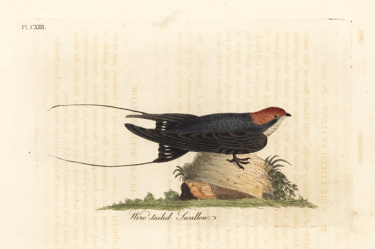 Drótfarkú fecske, Hirundo smithii. Kézi színű rézlemez, amelyet John Latham rajzolt és vésett a madarak általános története című művéből, Winchester alkotó: John Latham