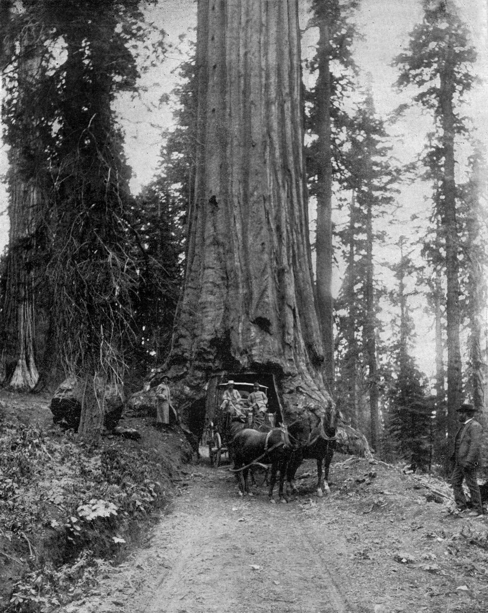 Nagy fa (sequoia): a "wawona" a kaliforniai Mariposa Grove-ban (f/w fotó) alkotó: John Lawson Stoddard