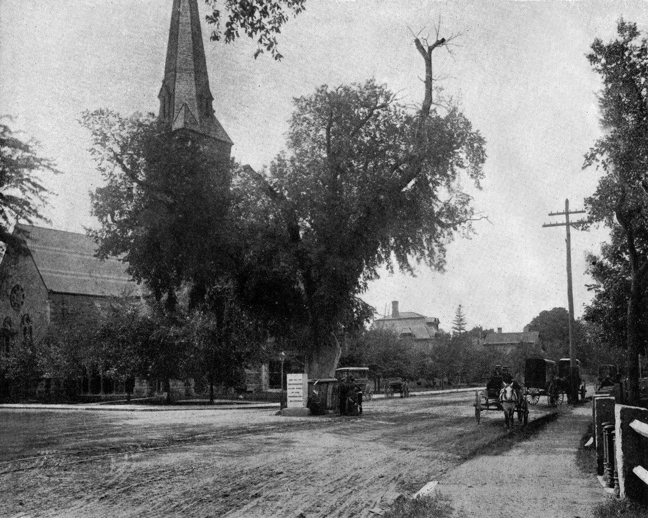 Washington szilfa Cambridge-ben, Massachusetts, USA, kb. 1900 (f/w fotó) alkotó: John Lawson Stoddard