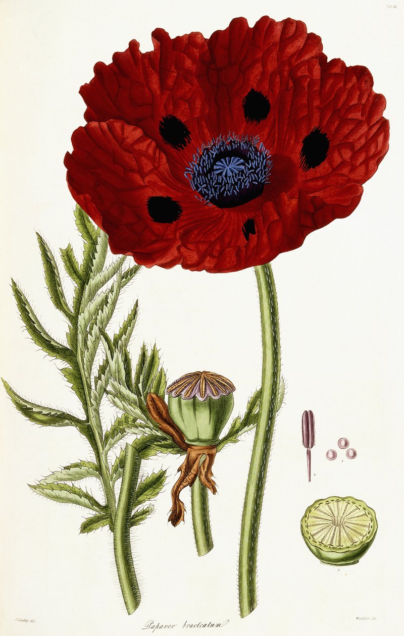 Papaver Bracteatum, 1821-1826 alkotó: John Lindley