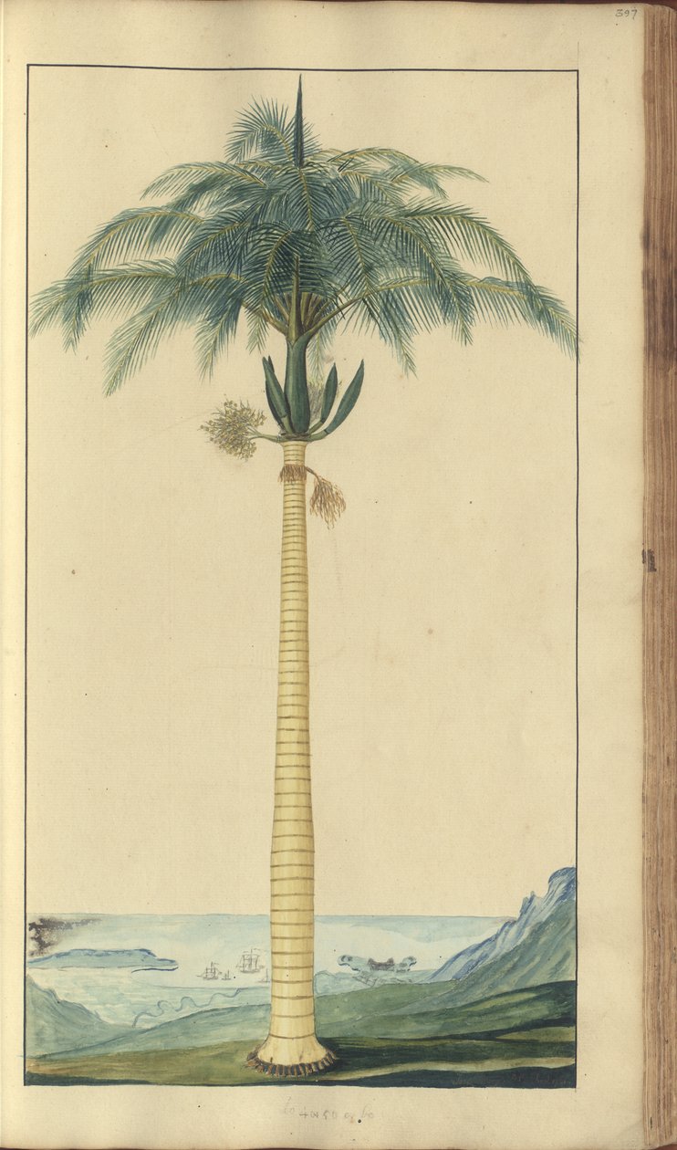 Egy oldal a „Jamaica eleganciáiból”, 397 alkotó: John Lindsay