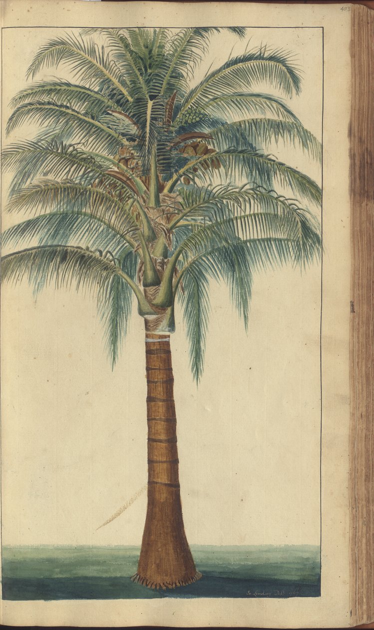 Egy oldal a "Jamaica eleganciáiból", 403 alkotó: John Lindsay