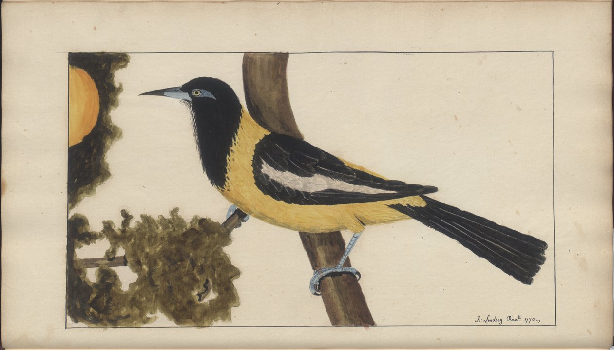 Egy oldal a „Jamaica eleganciája” V. kötetéből alkotó: John Lindsay