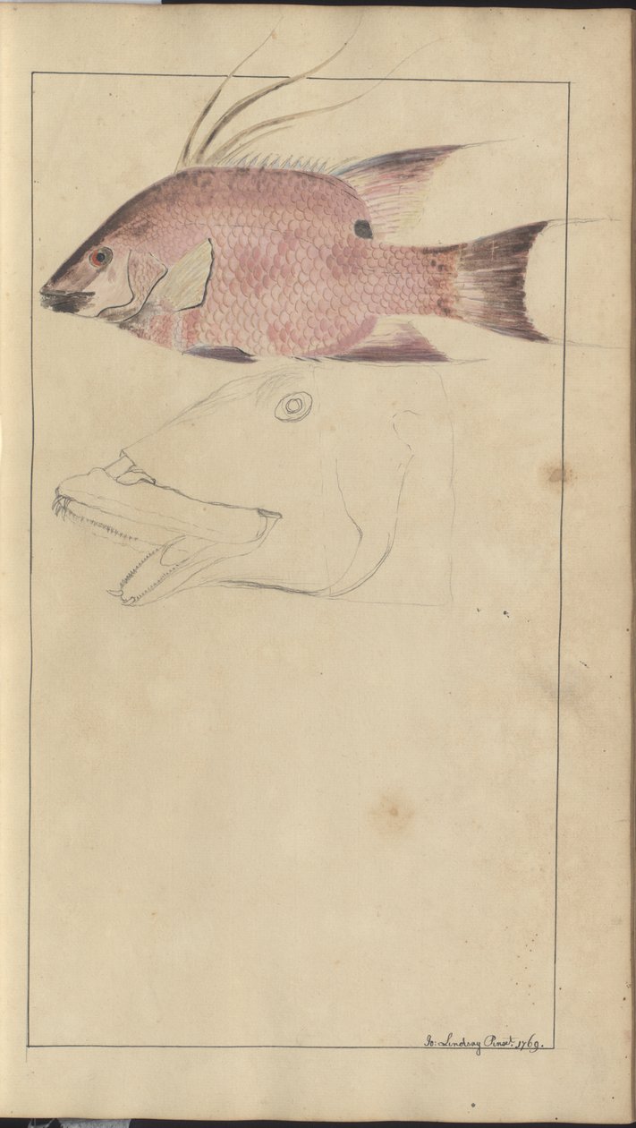 Lindsay Drawings Vol. VII alkotó: John Lindsay