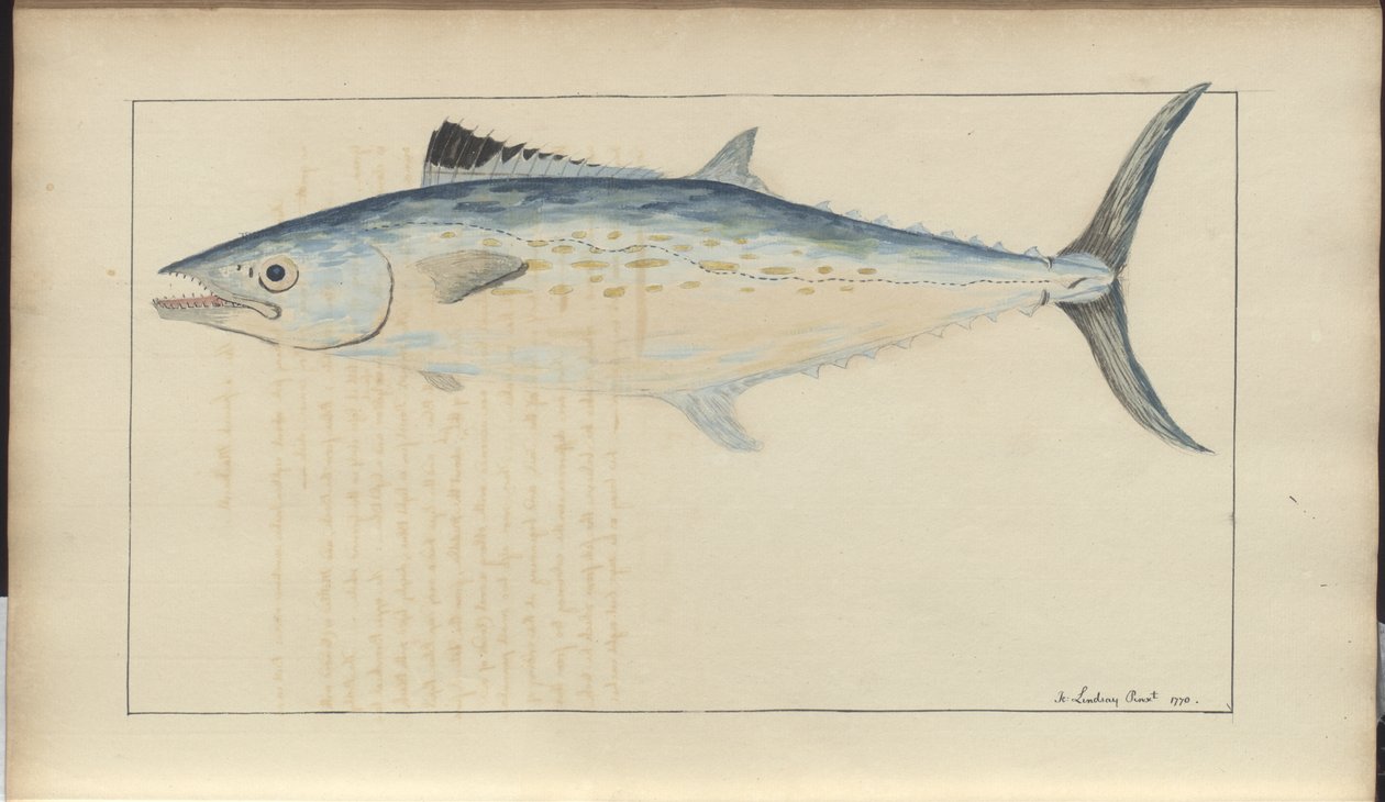 Lindsay Drawings Vol. VII alkotó: John Lindsay