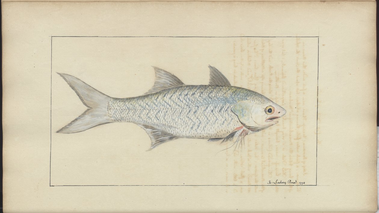 Lindsay Drawings Vol. VII alkotó: John Lindsay