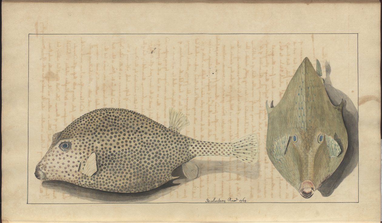 Lindsay Drawings Vol. VII, 26 alkotó: John Lindsay