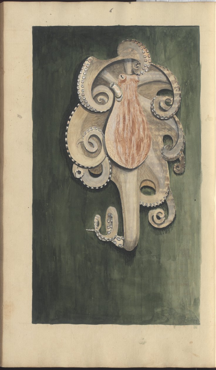 Lindsay Drawings Vol. VII, 28 alkotó: John Lindsay