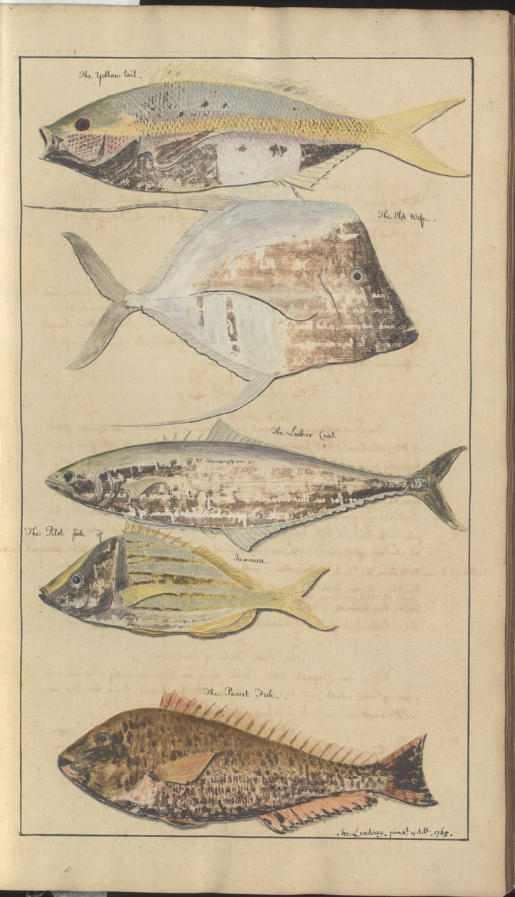 Lindsay Drawings Vol. VII, 2 alkotó: John Lindsay