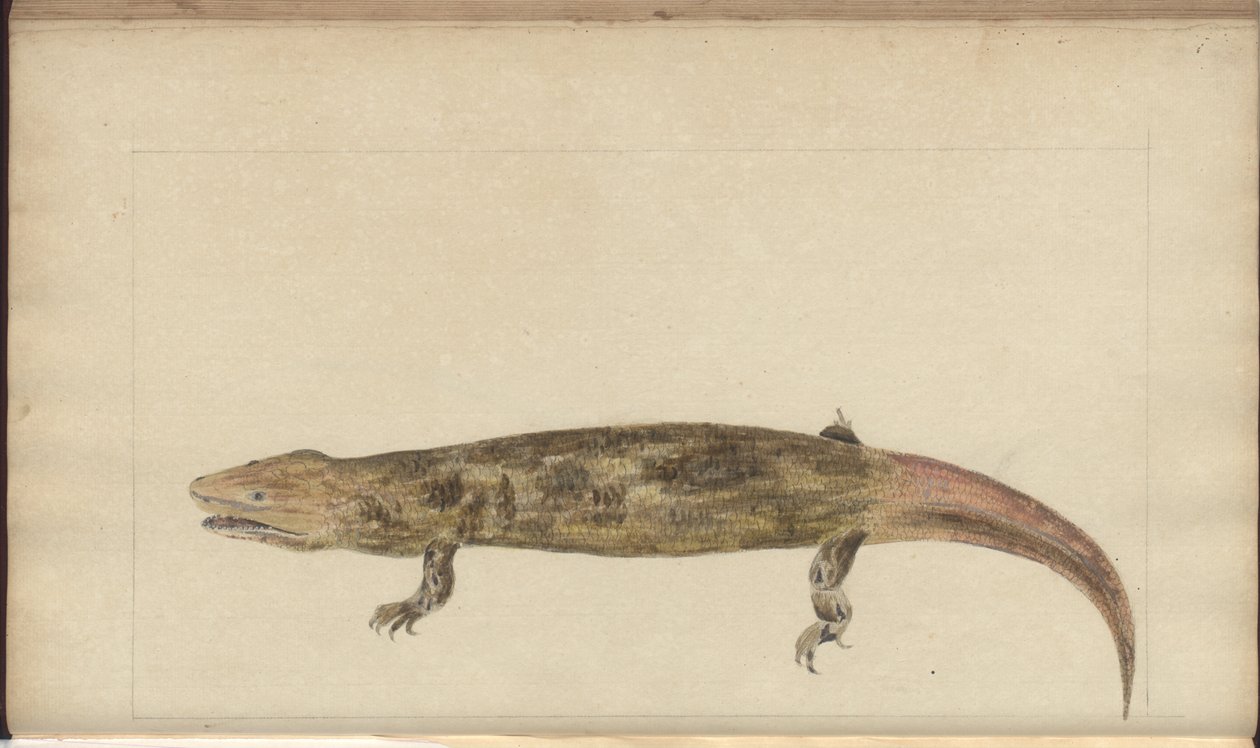 Lindsay Drawings Vol. VI alkotó: John Lindsay