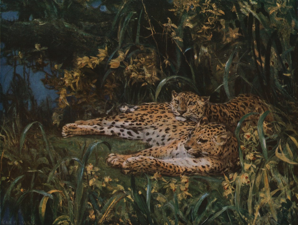 Indiai leopárdok, 19. század vége – 20. század eleje, 1930 körül. alkotó: John Macallan Swan