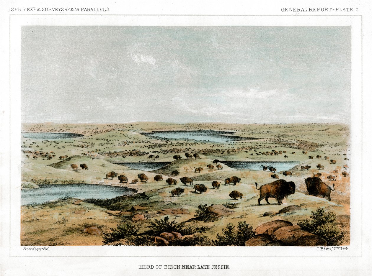 Bölénycsorda a Jessie-tó közelében, Észak-Dakota, USA, 1856. alkotó: John Mix Stanley