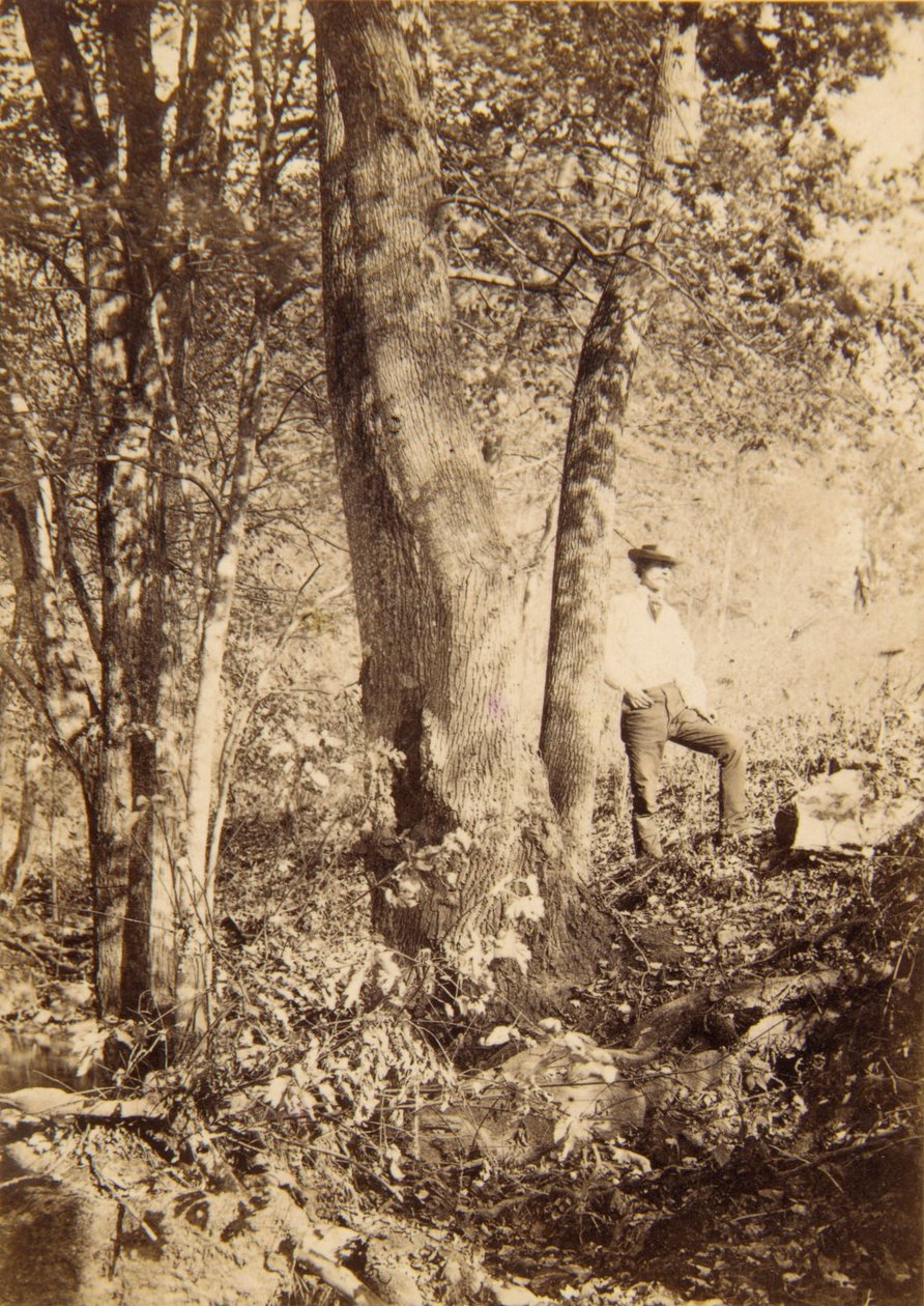 Tacony Creek, Magnolia Poplar alkotó: John Moran