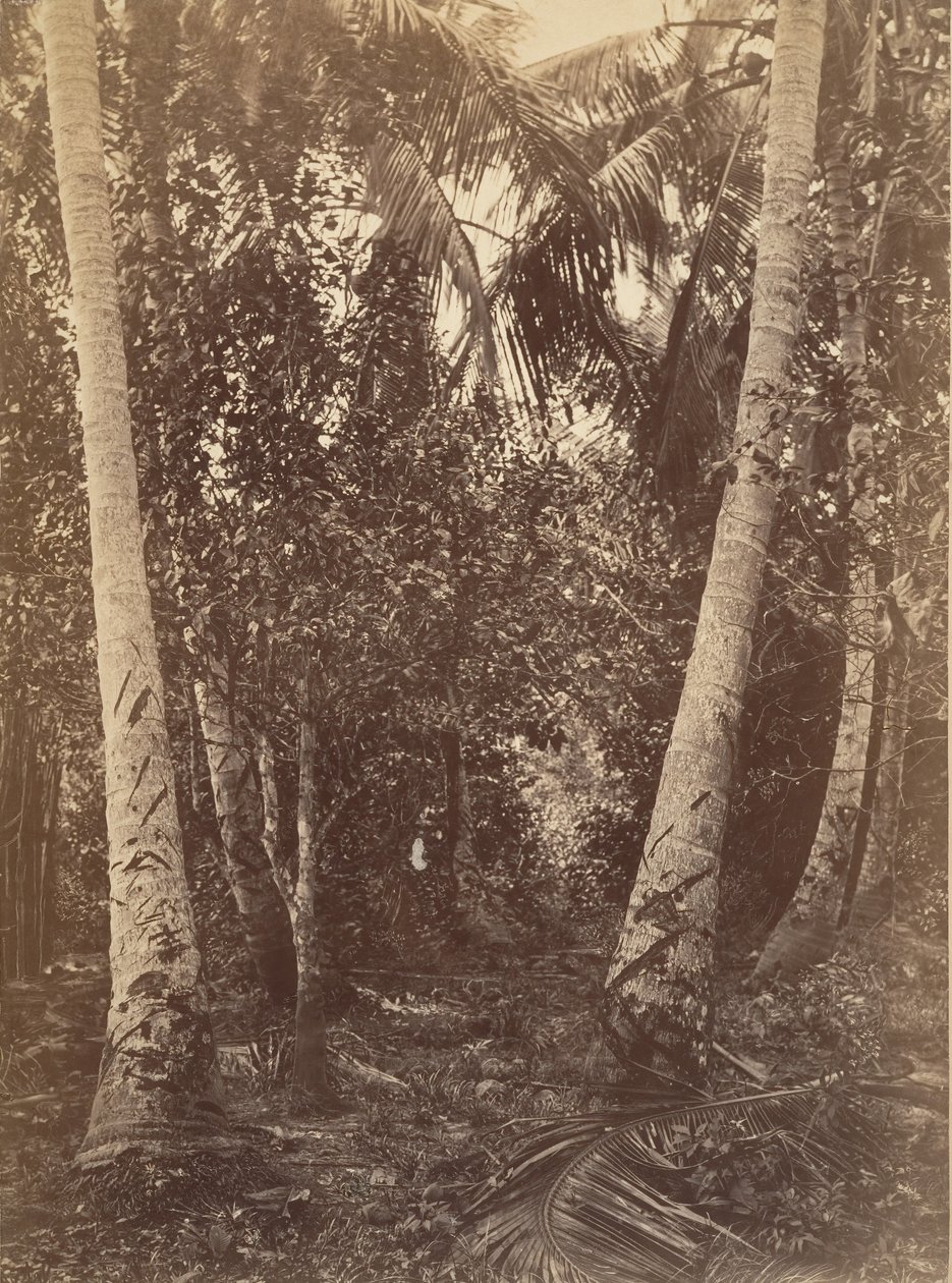 Trópusi táj, erdő a Turbo közelében, 1871. alkotó: John Moran