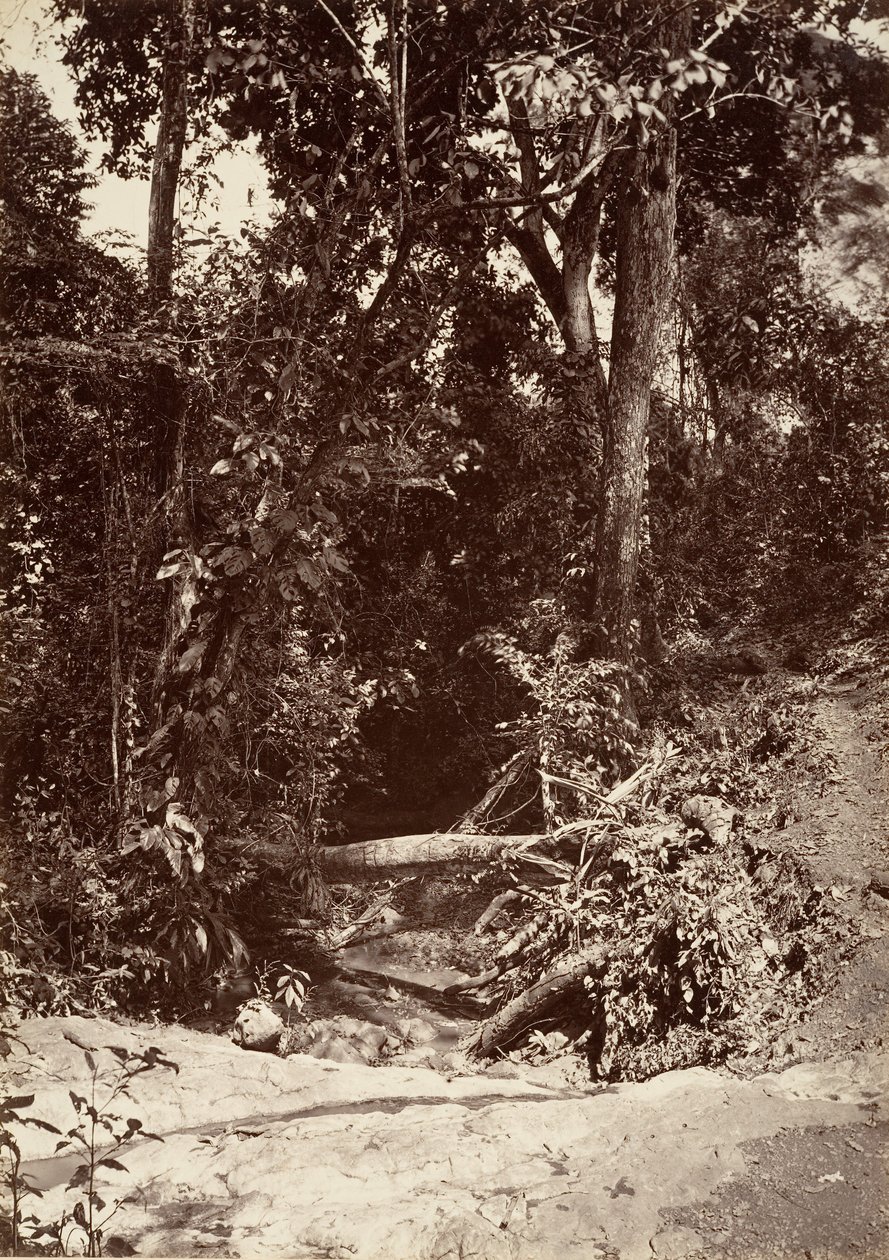 Trópusi táj, The Brook El Bano, Chipigana, 1871. alkotó: John Moran