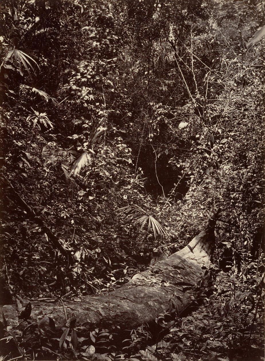 Trópusi táj, trópusi erdő, 1871. alkotó: John Moran