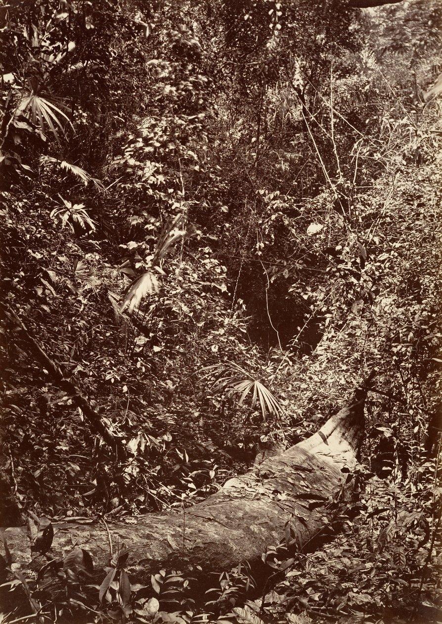 Trópusi táj, trópusi erdő, 1871. alkotó: John Moran