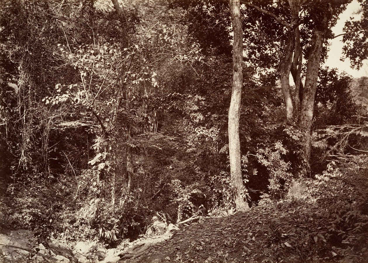 Trópusi táj, kilátás Chipigana közelében, 1871. alkotó: John Moran