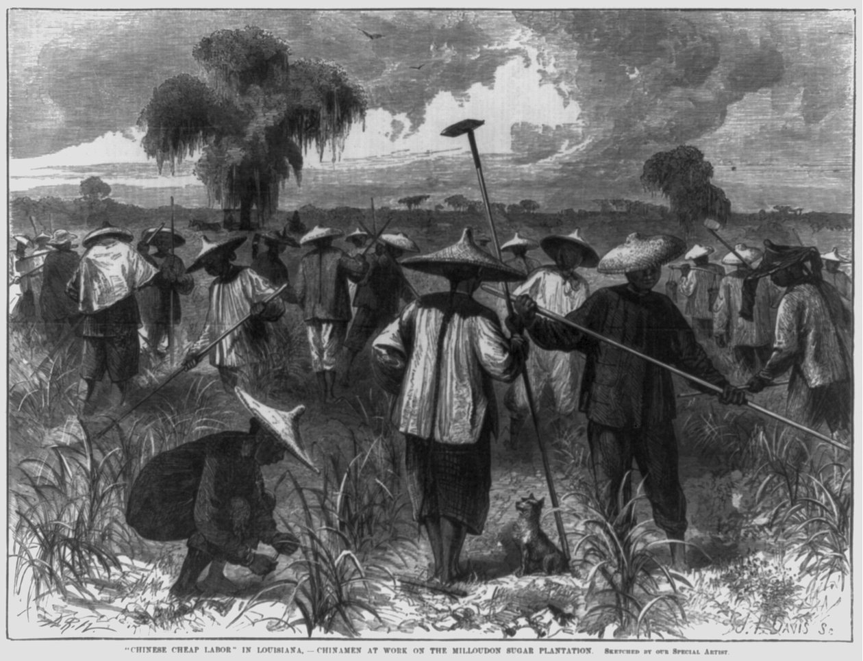 "Olcsó kínai munkaerő" Louisianában – kínaiak dolgoznak a Milloudon Cukorültetvényen alkotó: John Parker Davis