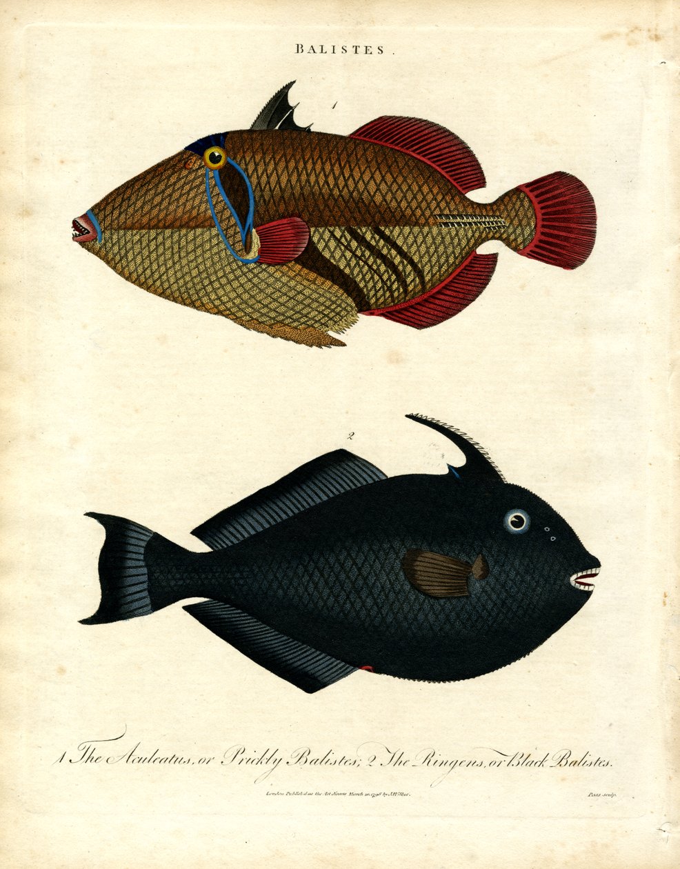 Balistes: Triggerfish alkotó: John Pass