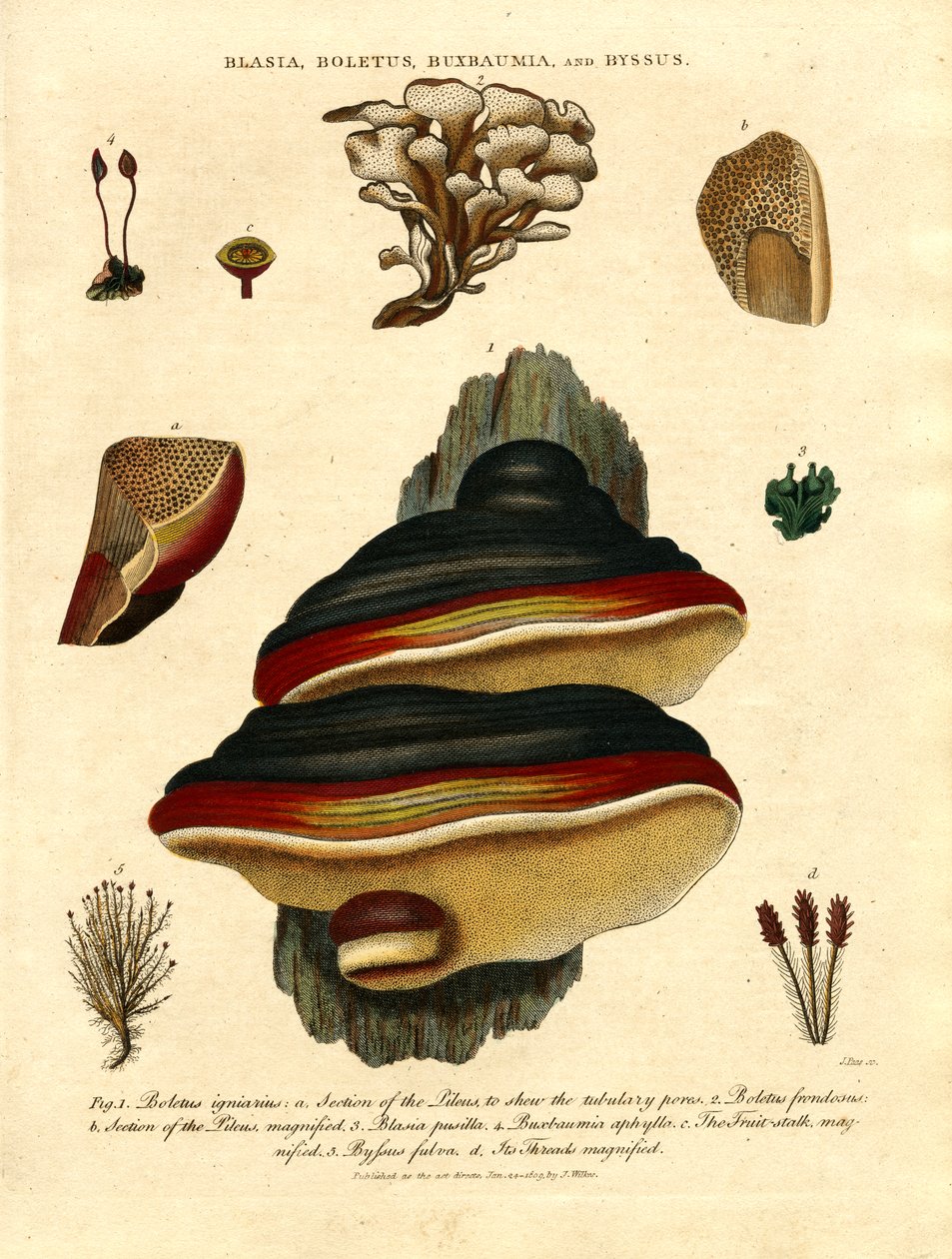Blasia;Boletus;Buxbaumia;és Byssus alkotó: John Pass
