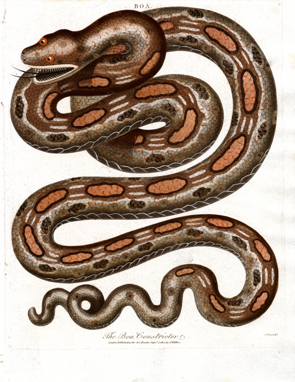 Boa Constrictor alkotó: John Pass
