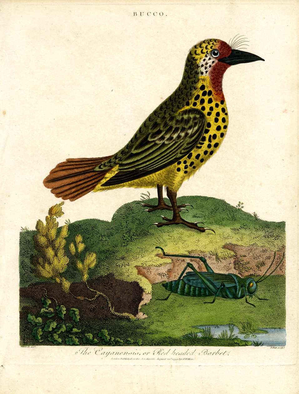 Cayenne-i barbet (Bucco) alkotó: John Pass