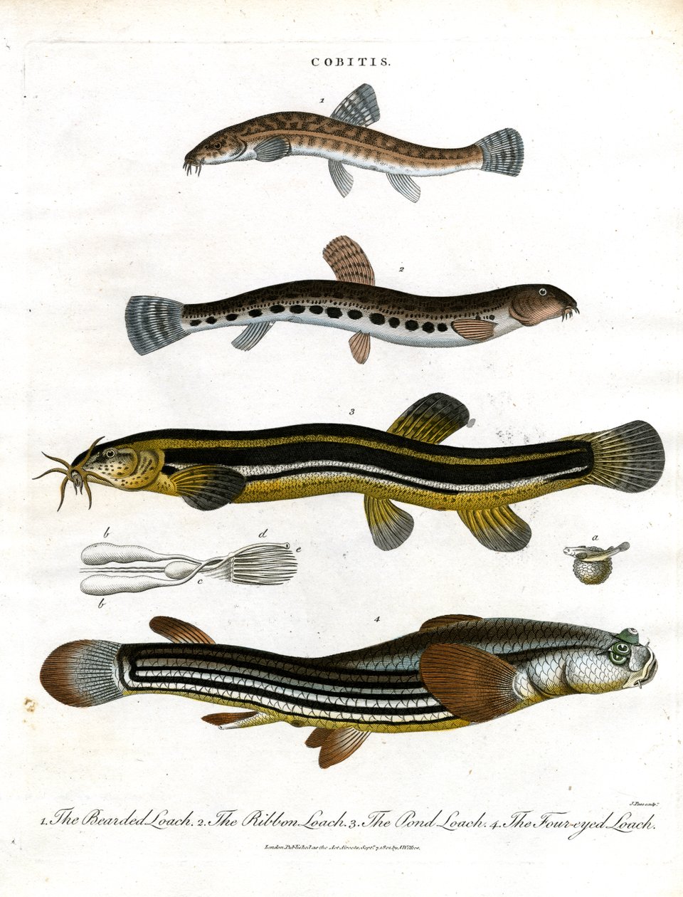 Cobitis: Loach fajok alkotó: John Pass