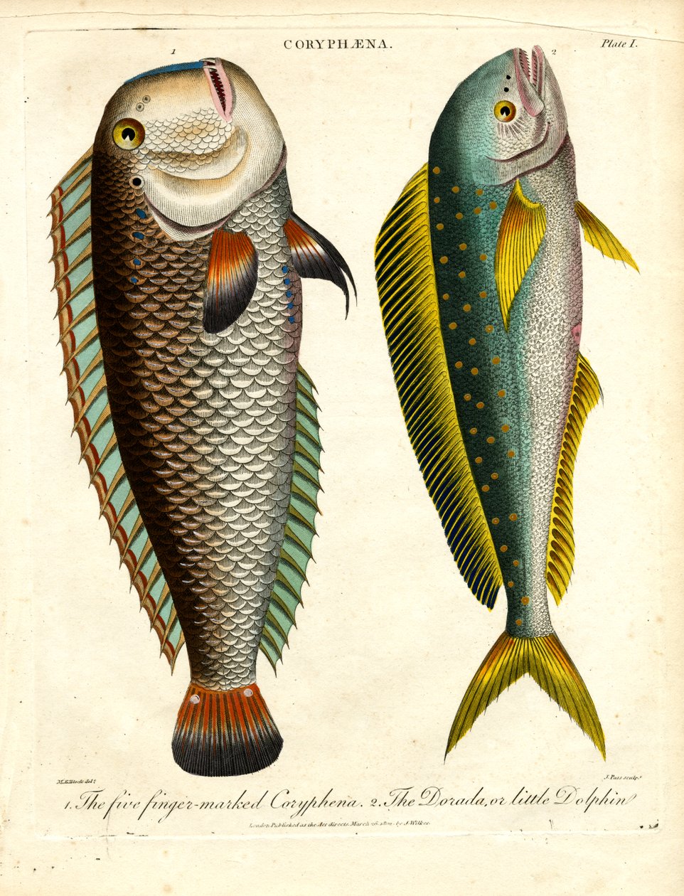 Coryphaena fajok: Coryphaena és Kis delfin alkotó: John Pass