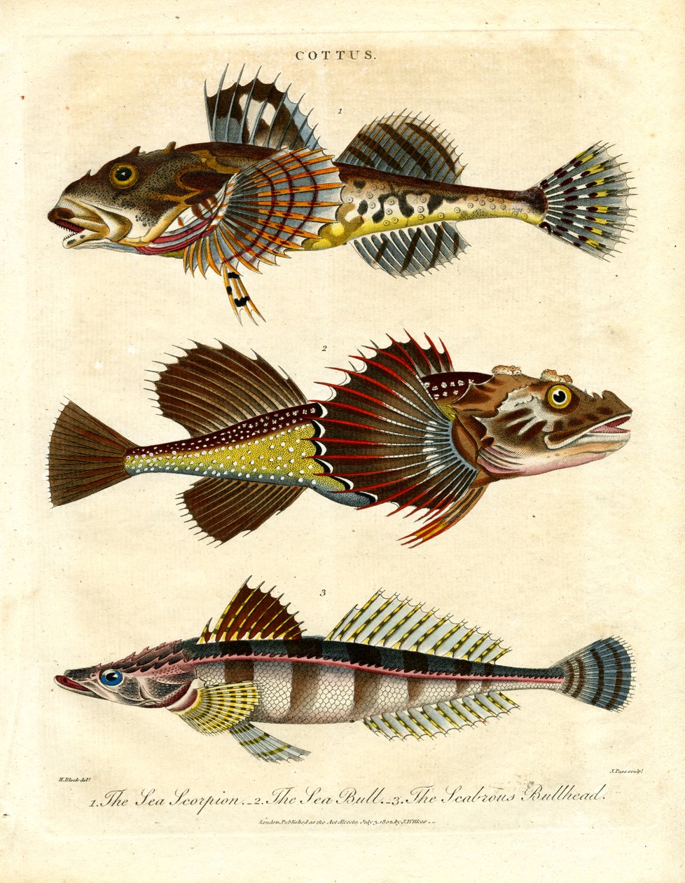 Cottus - Sculpins és tengeri skorpiók alkotó: John Pass