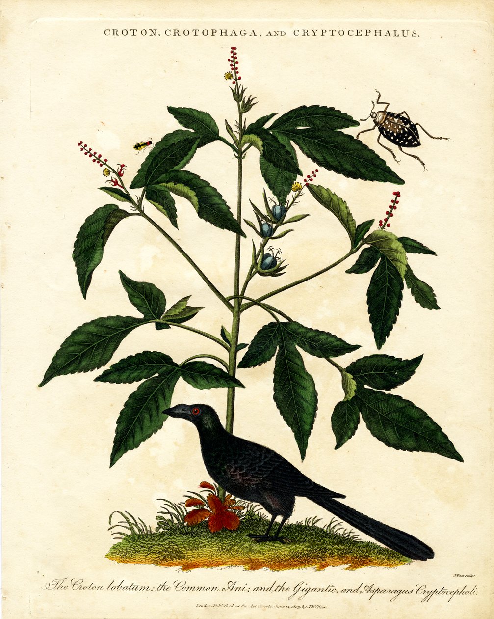 Croton;Crotophaga;és Cryptocephalus alkotó: John Pass