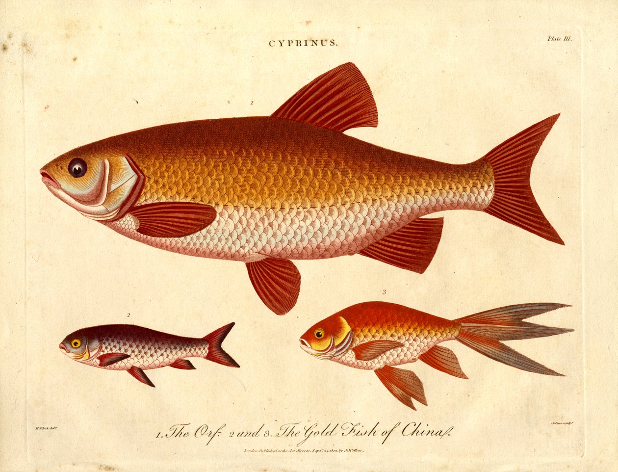 Cyprinus: Orfe és Gold Fish of China alkotó: John Pass