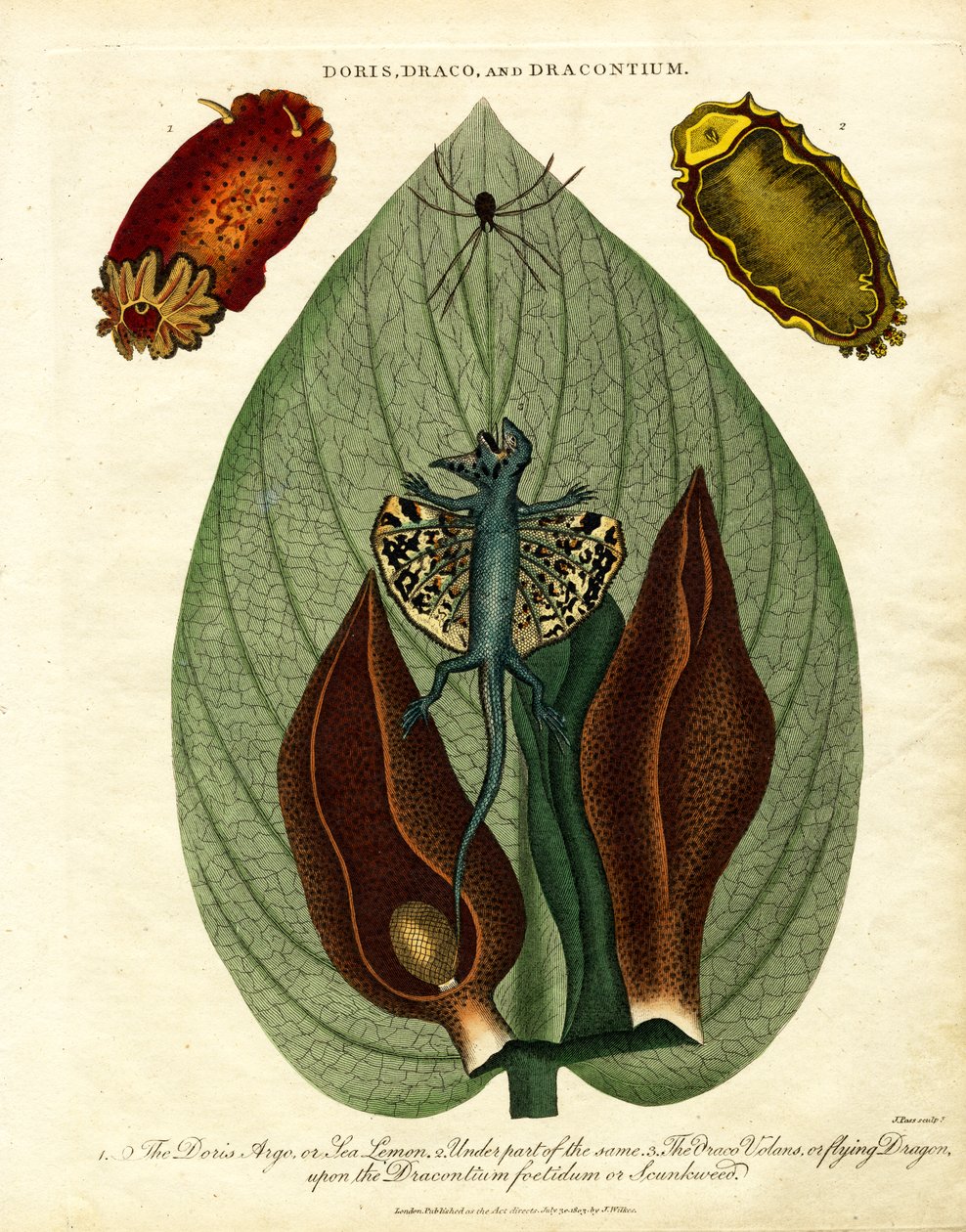 Doris;Draco;és Dracontium alkotó: John Pass
