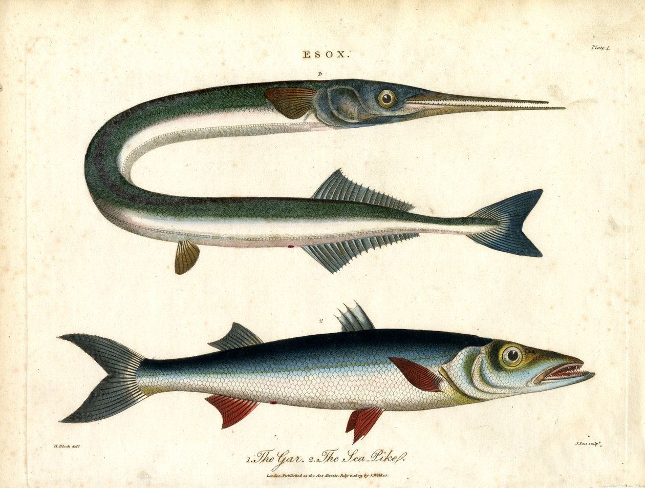 Esox: Gar és Sea Pike alkotó: John Pass