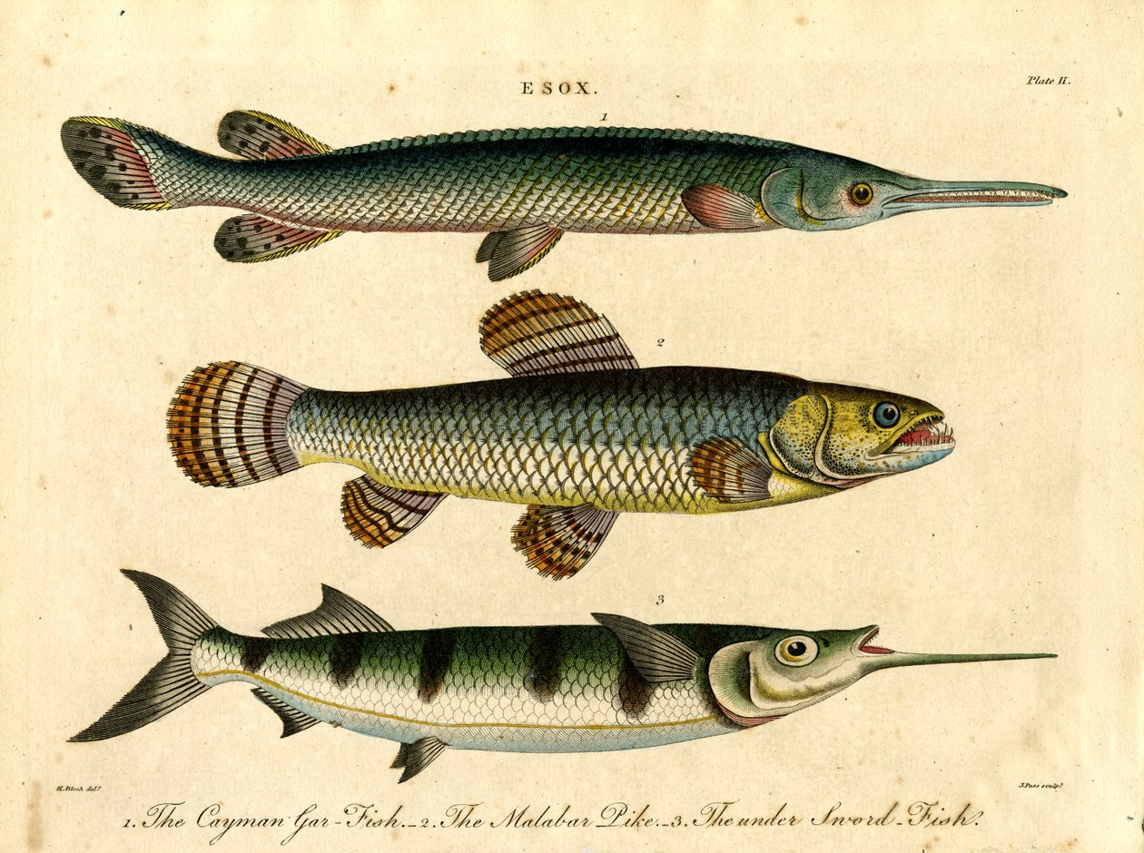 Esox: Csuka- és kardhalfajok alkotó: John Pass
