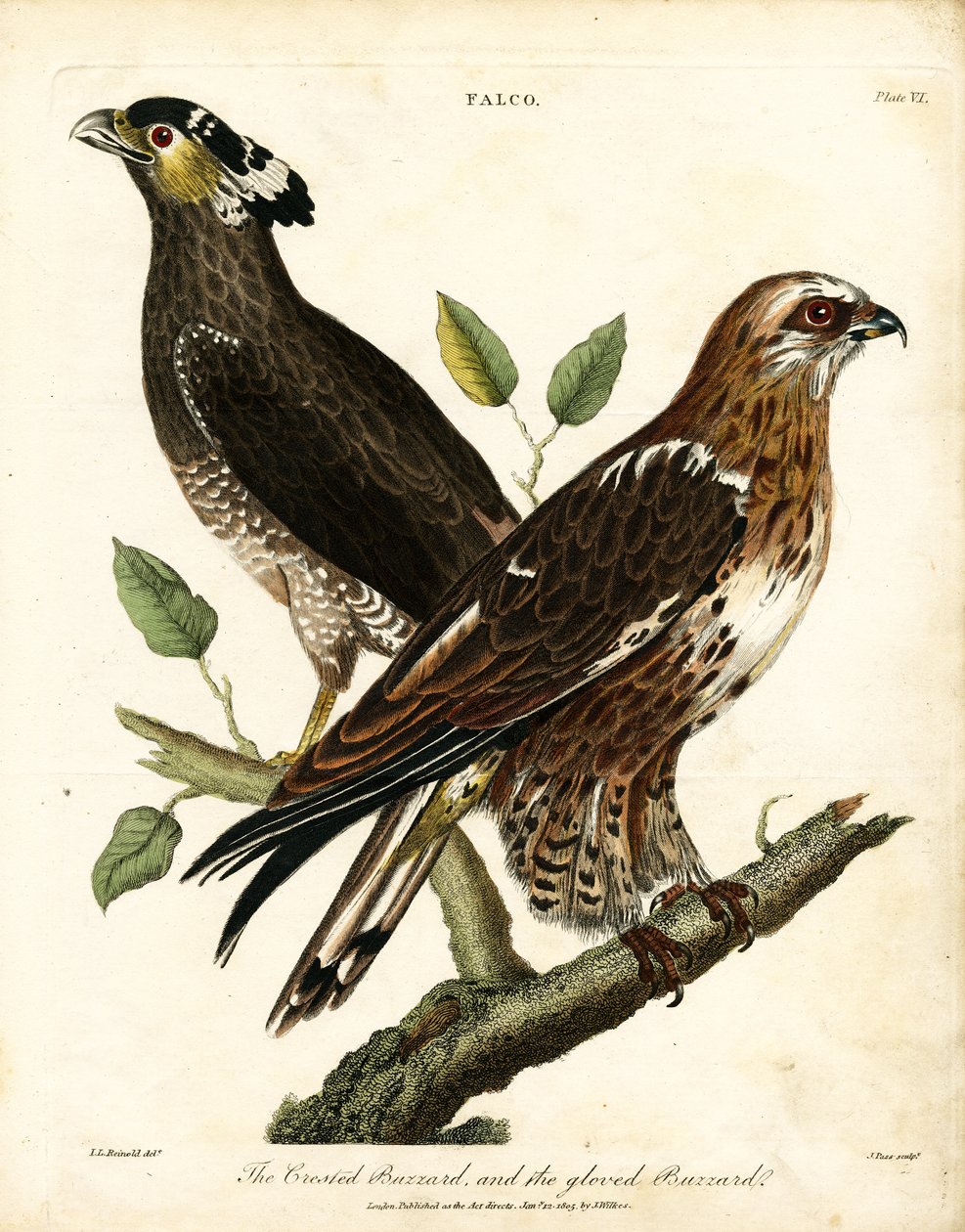 Falco: Buzzard és Kesztyűs Buzzard alkotó: John Pass