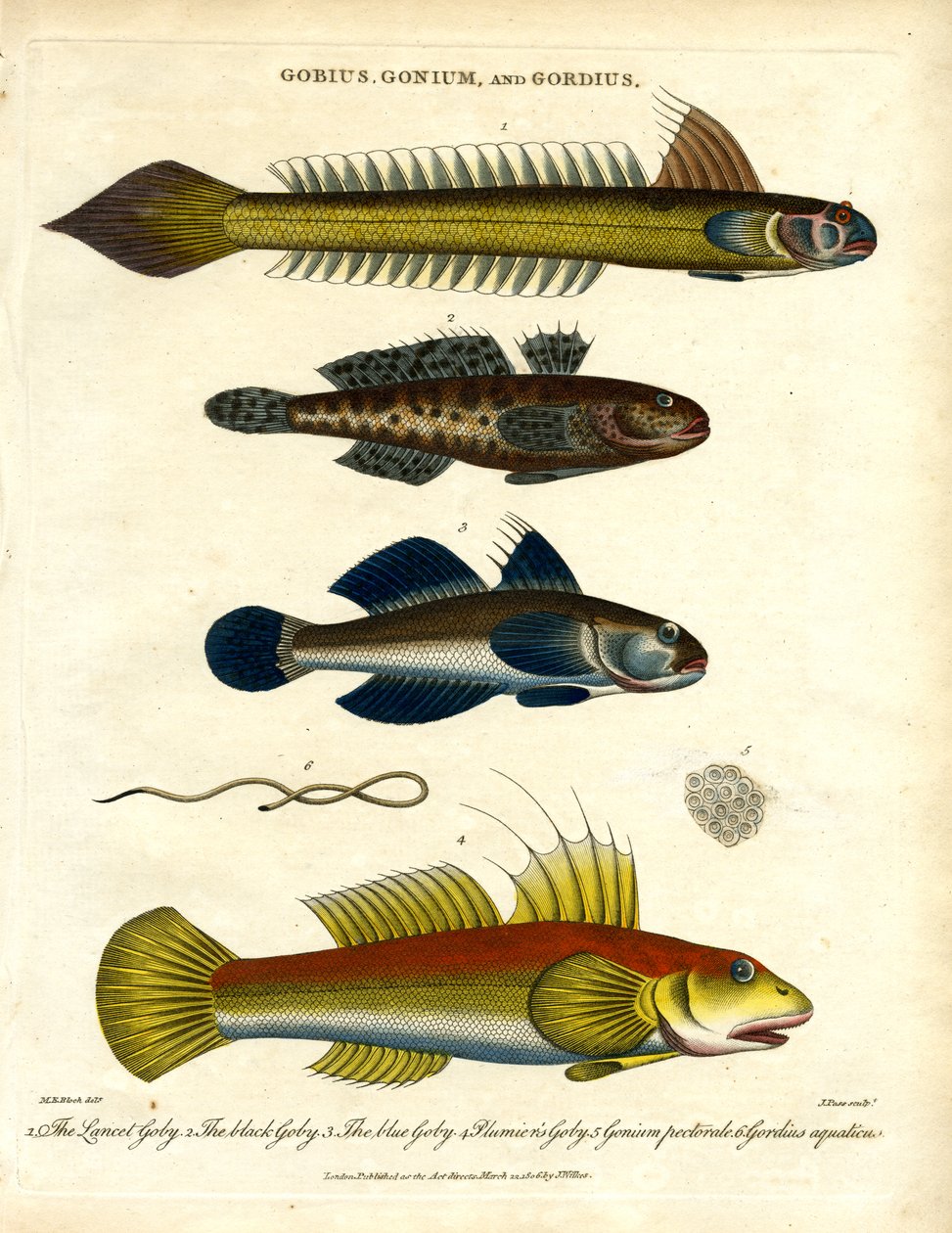 Gobius;Gonium és Gordius: Gobies és Hairworm alkotó: John Pass