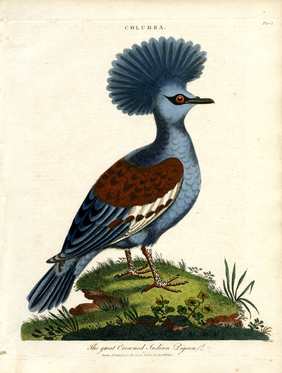 Nagy koronás indiai galamb (Columba) alkotó: John Pass