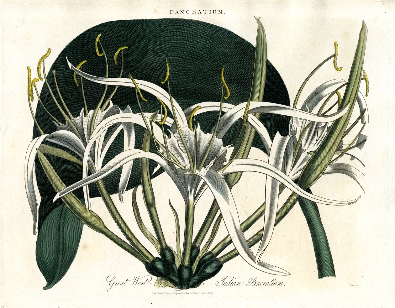 Nagy Nyugat-indiai Pancratium (Indiai Pancratium) alkotó: John Pass